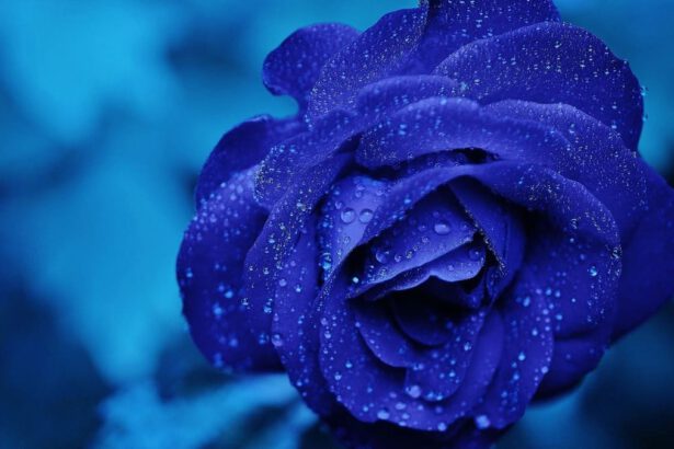 Rosa blu, significato simbolico di un fiore così ricco di fascino 15