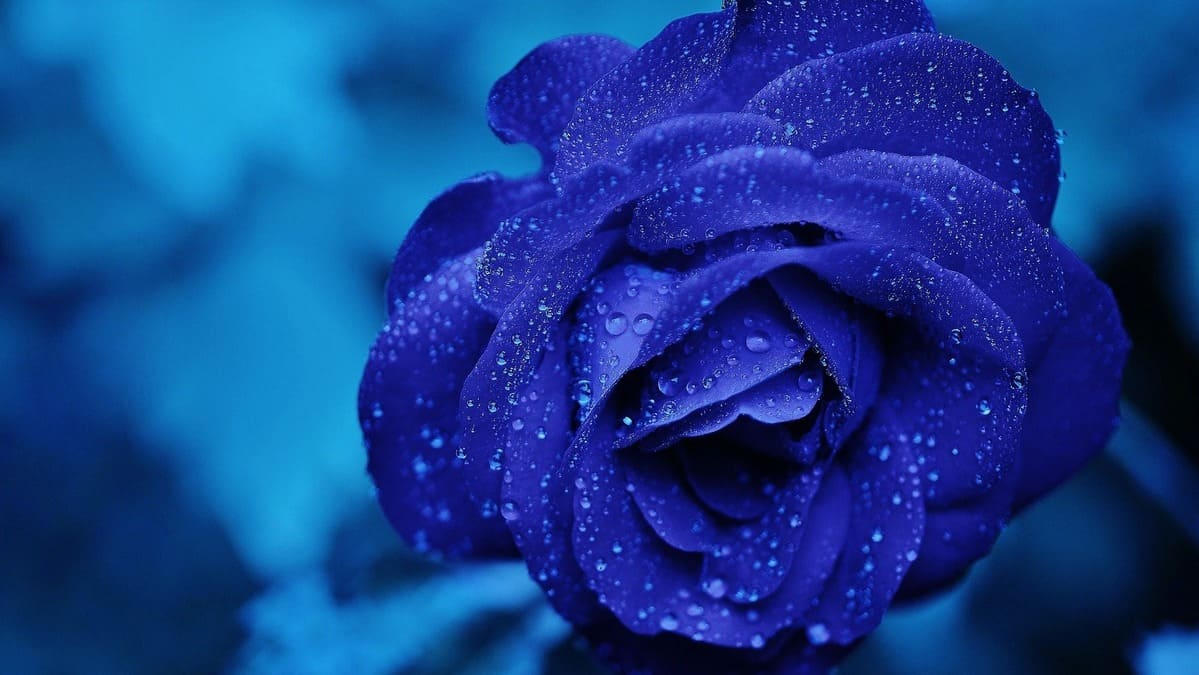 Rosa blu, significato simbolico di un fiore così ricco di fascino 23