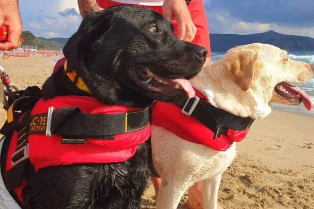 Palinuro, ragazza di 15 anni trascinata in mare dalla corrente: salvata da due cani bagnino 15