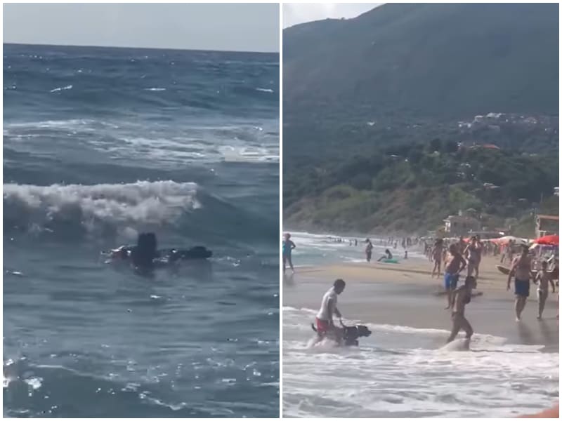 salvata da due cani bagnino_palinuro