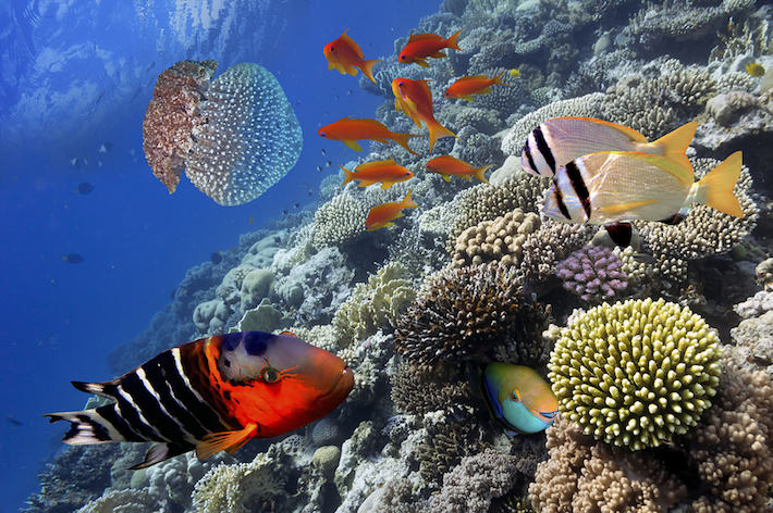 Australia, la scoperta di una nuova e gigante barriera corallina 5 barriera corallina