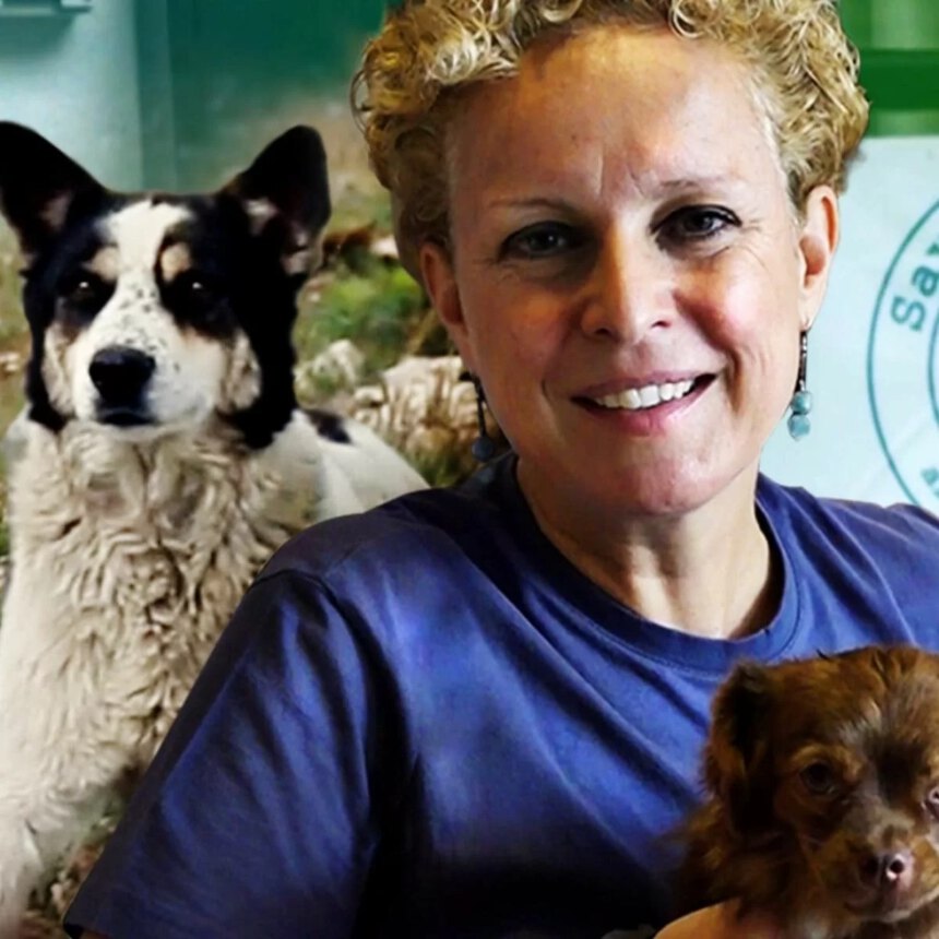 Sara Turetta, dall'Italia alla Romania: spendere la vita per salvare i cani randagi 1