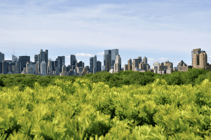 Green, Milano raggiunge l’obiettivo: 100mila alberi piantati in un anno 3 Milano