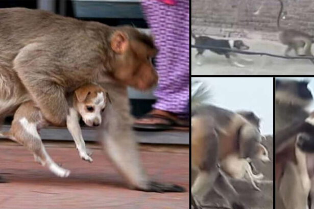 Scimmie uccidono 250 cuccioli di cane: "Li portano sugli alberi e li fanno cadere" 9