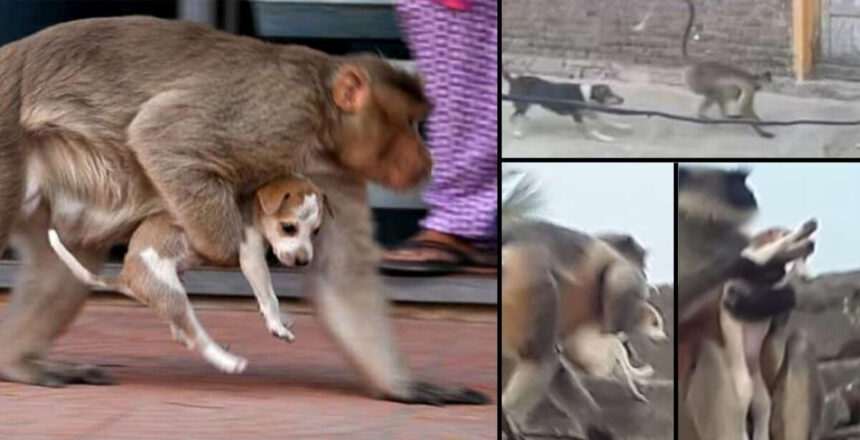 Scimmie uccidono 250 cuccioli di cane: "Li portano sugli alberi e li fanno cadere" 1