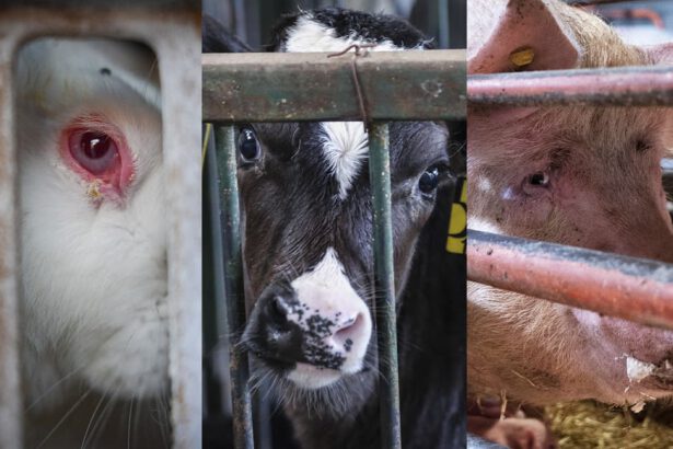 Stop alle gabbie negli allevamenti europei: a che punto sono i lavori della Commissione europea? 13