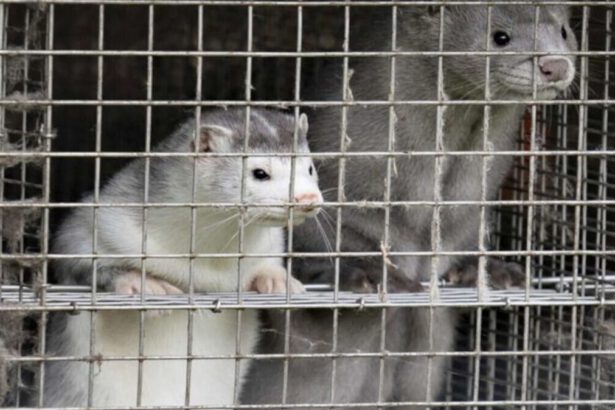 Stop all'allevamento e uccisione di animali da pelliccia entro 6 mesi 9