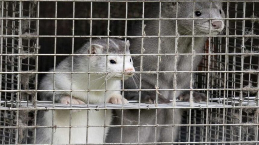 Stop all'allevamento e uccisione di animali da pelliccia entro 6 mesi 1