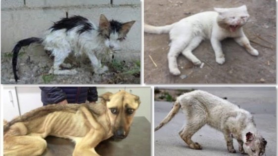 A Dubai strage di gatti e cani randagi per l’Expo: “Animali lasciati morire nel deserto” 10