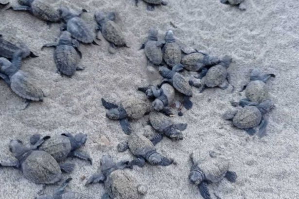 Cilento, quest'anno è record di nascite per le tartarughe marine 19