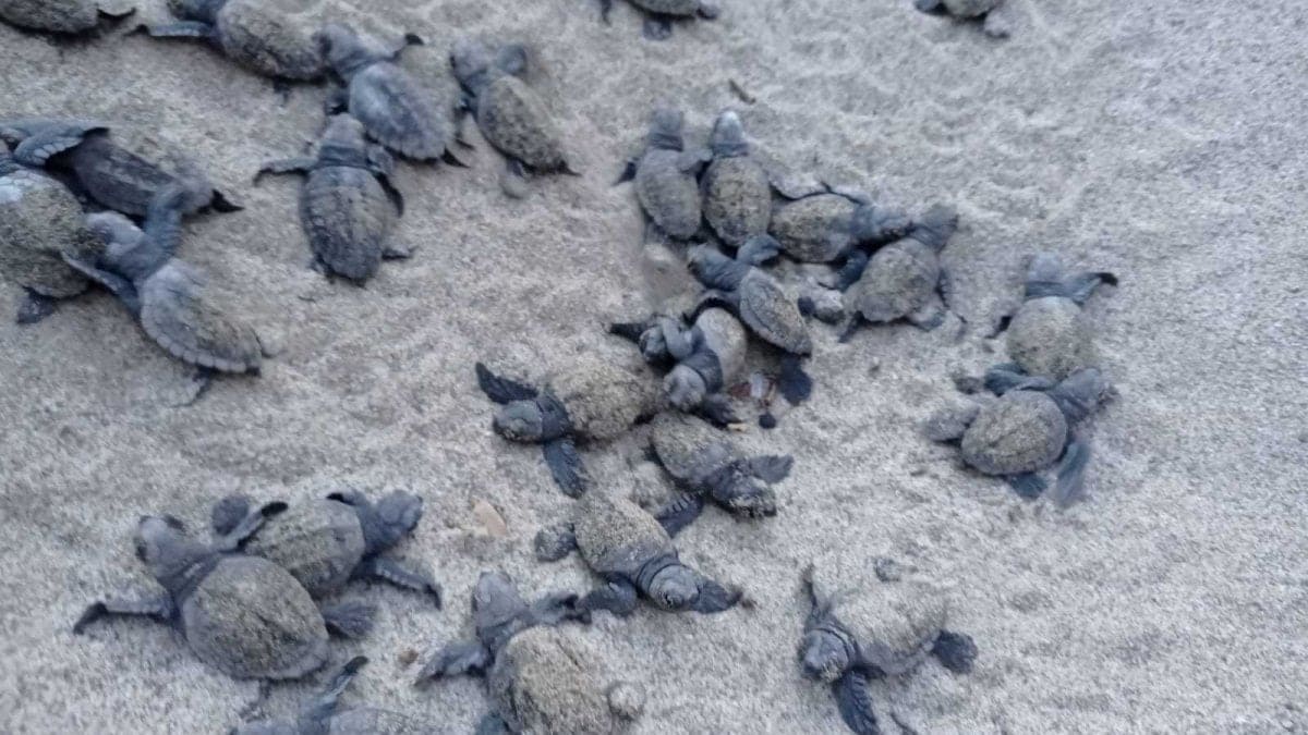 Cilento, quest'anno è record di nascite per le tartarughe marine 23
