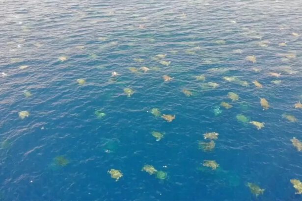 64mila tartarughe verdi in marcia lungo la Grande Barriera corallina 83