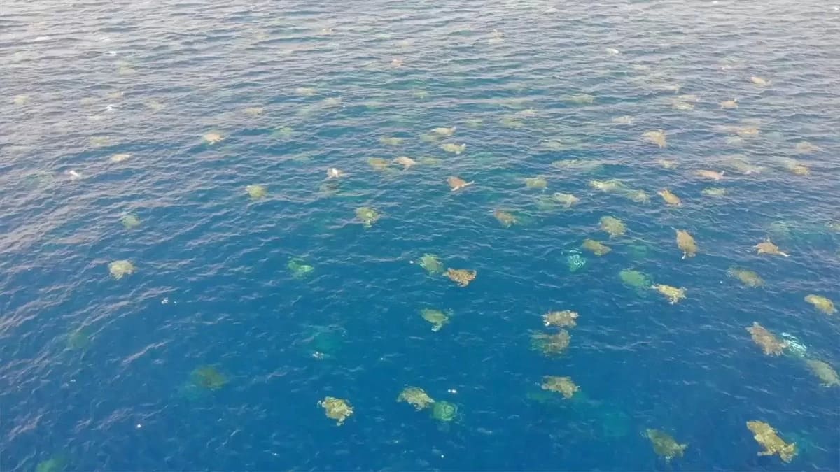 64mila tartarughe verdi in marcia lungo la Grande Barriera corallina 17