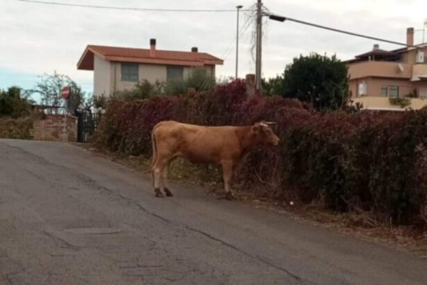 Roma, toro rallenta traffico sulla Laurentina: si scatena l'ironia social 13