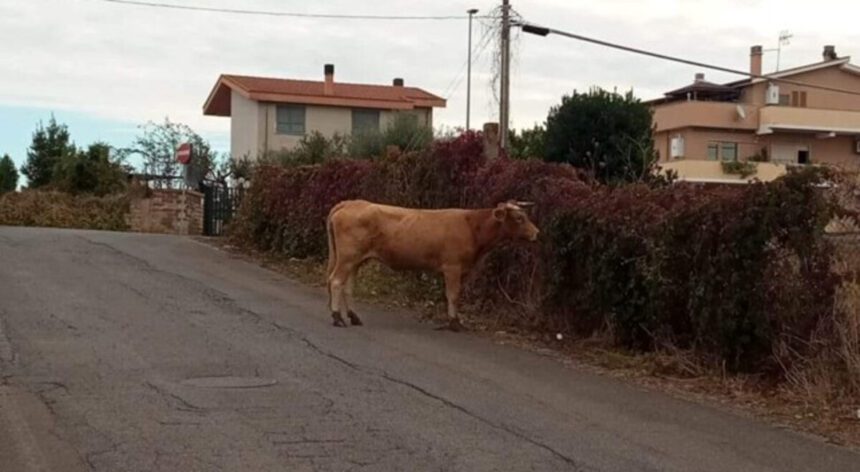 Roma, toro rallenta traffico sulla Laurentina: si scatena l'ironia social 2 Roma, toro rallenta traffico sulla Laurentina: si scatena l'ironia social 1