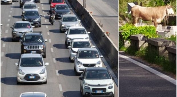 Roma, toro rallenta traffico sulla Laurentina: si scatena l'ironia social 3 Toro rallenta traffico sulla Laurentina: il web si scatena