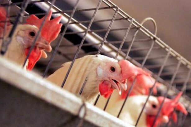 Nuova influenza aviaria: individuato in Cina primo positivo al virus H10N3 5