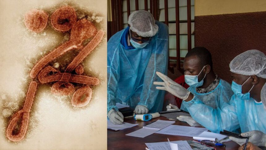 Oms conferma nuova infezione da virus Marburg: primo morto in Guinea 1
