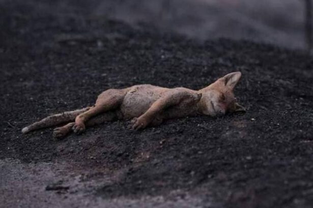 Incendio in Sardegna: la disperazione delle persone e la devastazione di un ecosistema 18