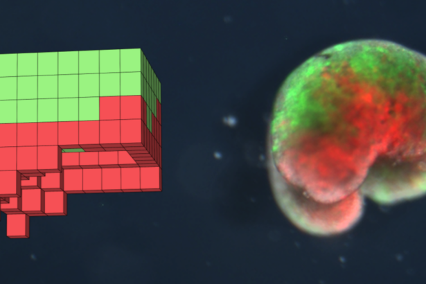 Scienza, arrivano gli xenobot, i robot in grado di riprodursi da soli 7