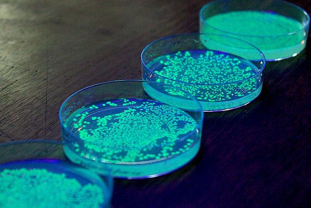 Fluorescent Bacteria | Microbiology, Microscopic photography, Bacteria