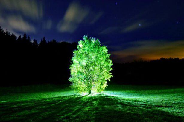 Alberi fosforescenti: diremo addio ai lampioni? 17