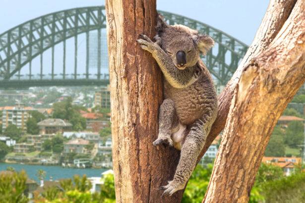 Australia, turisti italiani in crescita del 10%: come organizzare un viaggio sicuro? 25