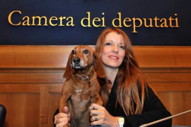 Bonus animali domestici fino a 900 euro: a chi spetta e come richiederlo 19