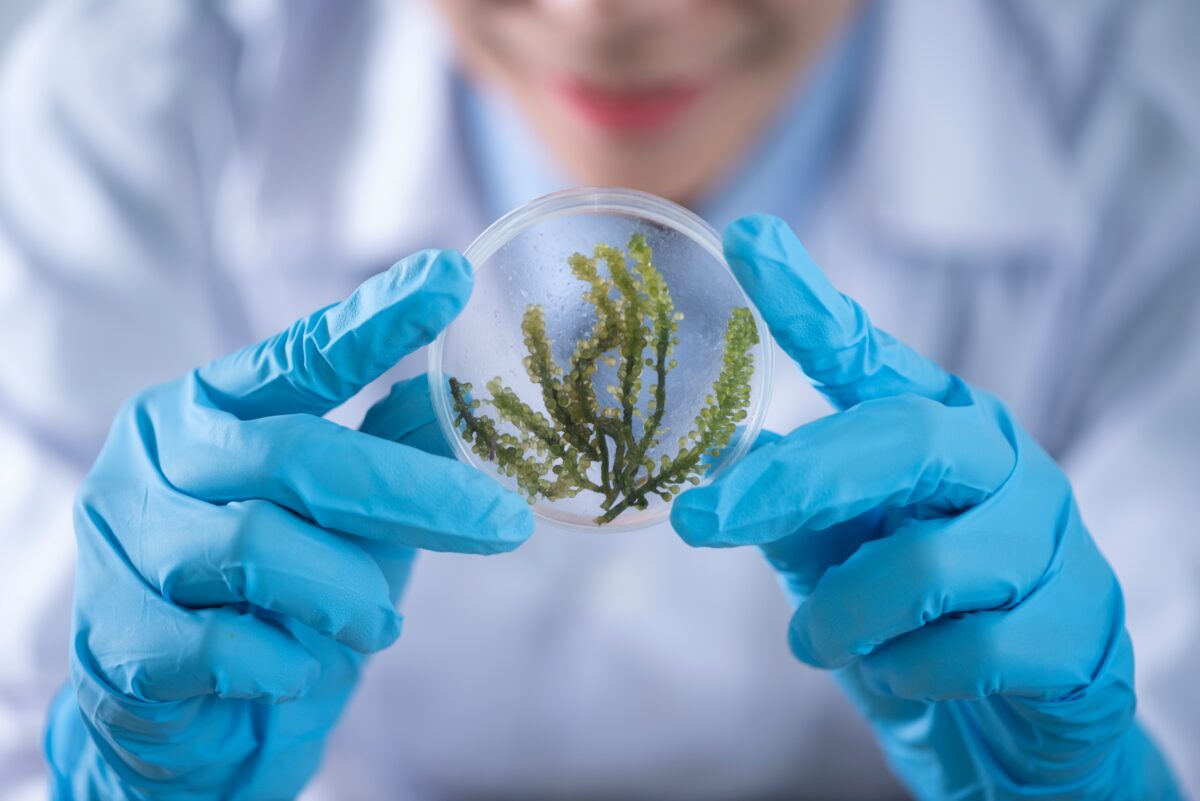 Cella solare riciclata al 100%: il fotovoltaico sempre più green 17