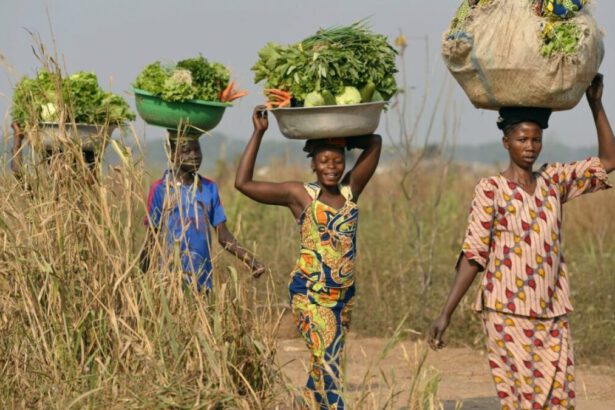 COP29, 300 miliardi di dollari ai Paesi in via di sviluppo per contrastare la crisi climatica 17