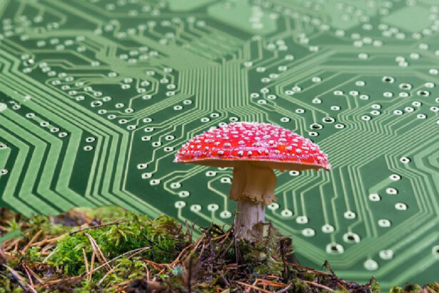 Energia solare da zinco, funghi e altri biomateriali per batterie più sostenibili 37