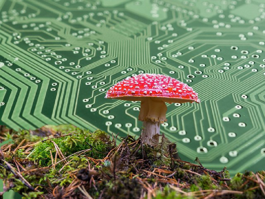 Energia solare da zinco, funghi e altri biomateriali per batterie più sostenibili 21