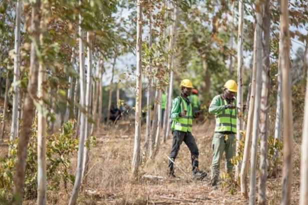 Come gestire le foreste in modo sostenibile 53