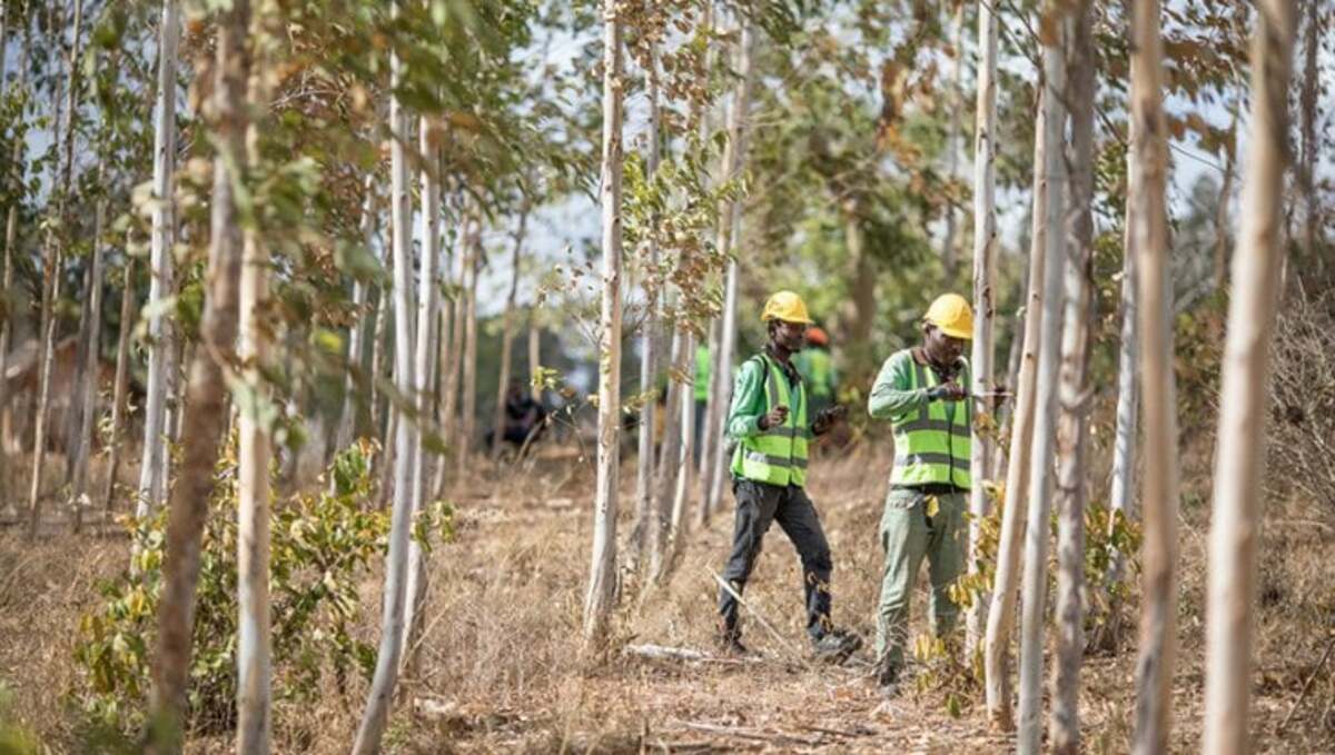 Come gestire le foreste in modo sostenibile 21