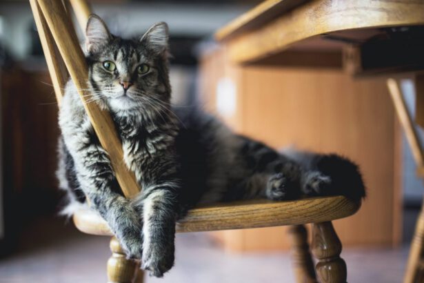 Esiste una coscienza animale? Cosa dice la scienza 5