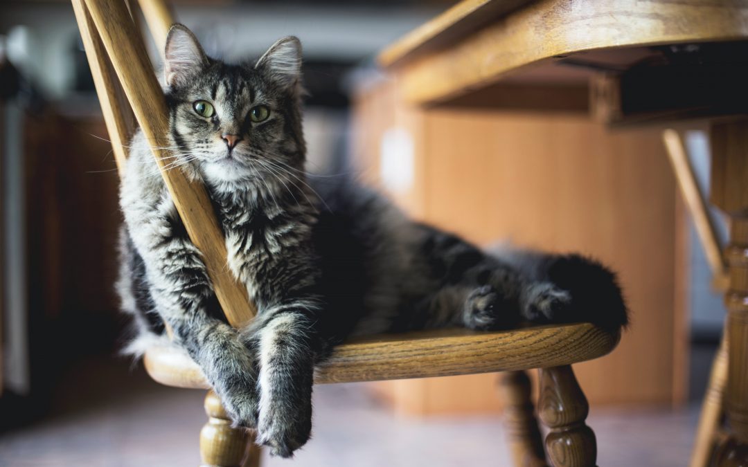 Esiste una coscienza animale? Cosa dice la scienza 19