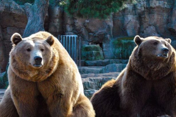 Tar sospende abbattimento degli orsi Jj4 e Mj5, Lav: “Li porteremo in salvo in un rifugio sicuro” 12