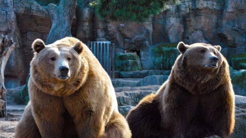 Tar sospende abbattimento degli orsi Jj4 e Mj5, Lav: “Li porteremo in salvo in un rifugio sicuro” 1