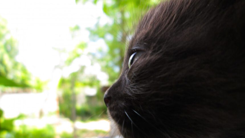 Giornata mondiale del gatto nero: "Gli animali portano solo amore" 1