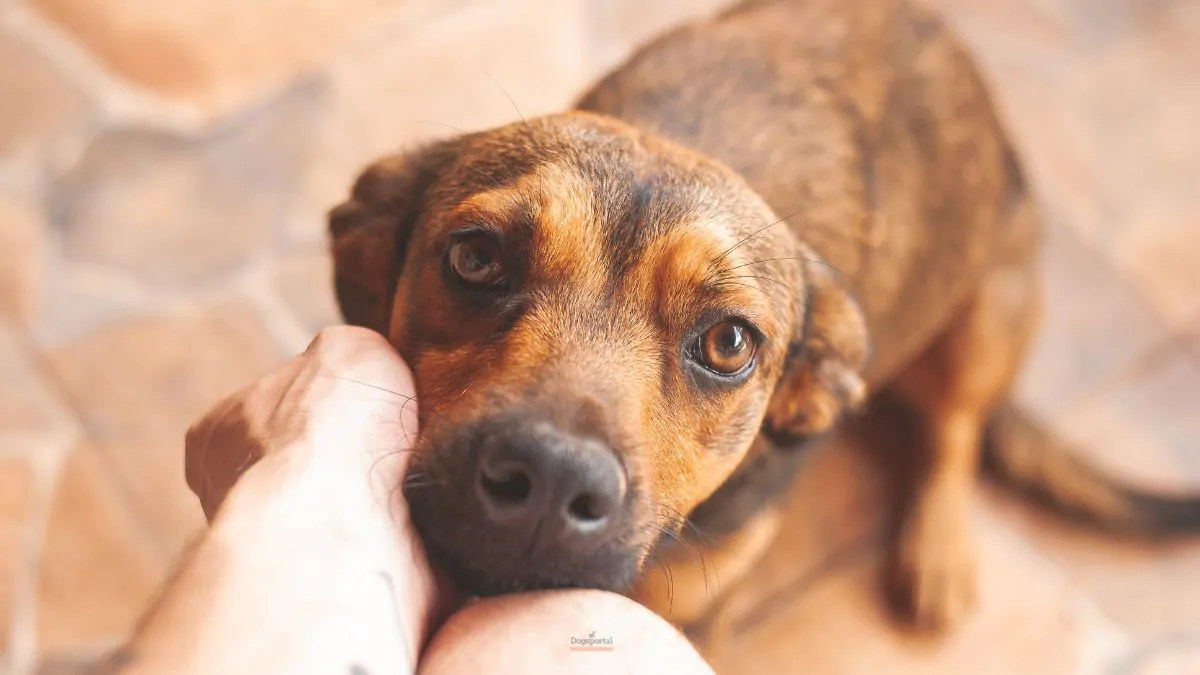 Arriva a Roma il primo ospedale veterinario gratuito d’Italia 3