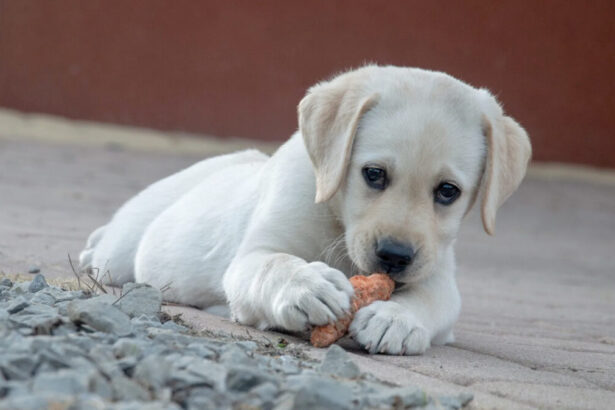Come insegnare al cane a fare i bisogni fuori casa: guida pratica 7