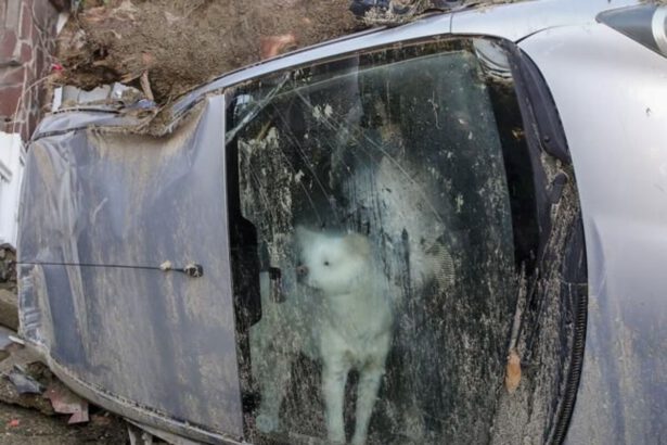 Sopravvissuto Yuki, perde i padroni nella tragedia di Ischia: "Avrà una nuova famiglia" 15