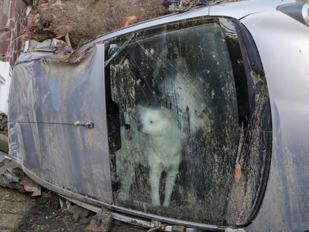 Sopravvissuto Yuki, perde i padroni nella tragedia di Ischia: "Avrà una nuova famiglia" 11