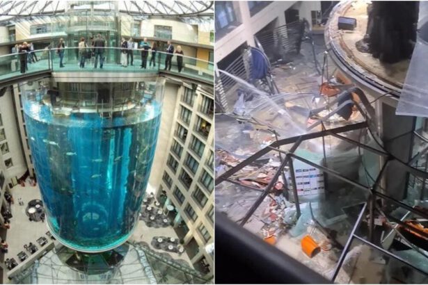 Berlino, esplode il più grande acquario del mondo: quanto è etico avere pesci in cattività? 6