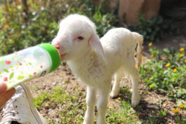 Pasqua, stop alla mattanza degli agnellini: "Dobbiamo decidere di non uccidere" 9