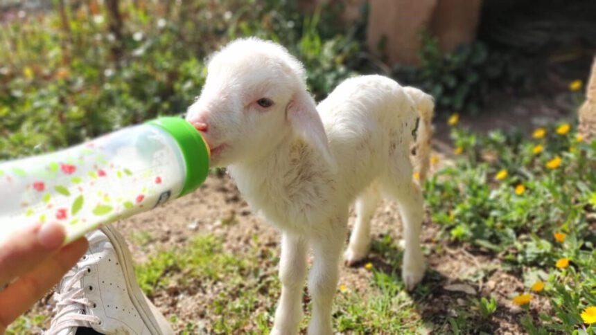 Pasqua, stop alla mattanza degli agnellini: "Dobbiamo decidere di non uccidere" 2 Pasqua, stop alla mattanza degli agnellini: "Dobbiamo decidere di non uccidere" 1
