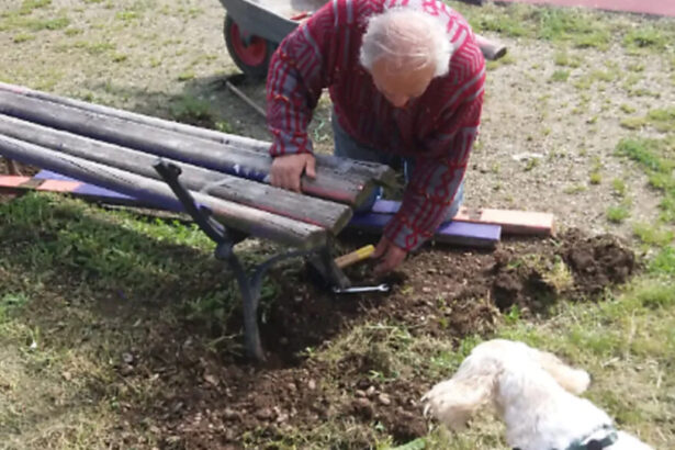 Agostino Crociani, chi è l'80enne che cura il parco pubblico per la collettività 15