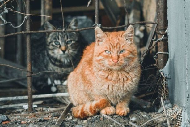 Come aiutare gli animali in Ucraina: portarli in Europa è vietato 17