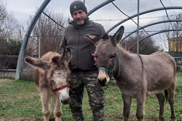 Asinelli all'asta, donati quasi 50.000 euro per salvarli: cosa possiamo fare entro il 5 marzo 22