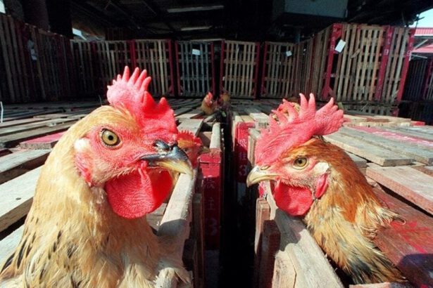 Aviaria può diventare pandemia? Arduini: “Il potenziale c'è ma il rischio è contenuto” 11